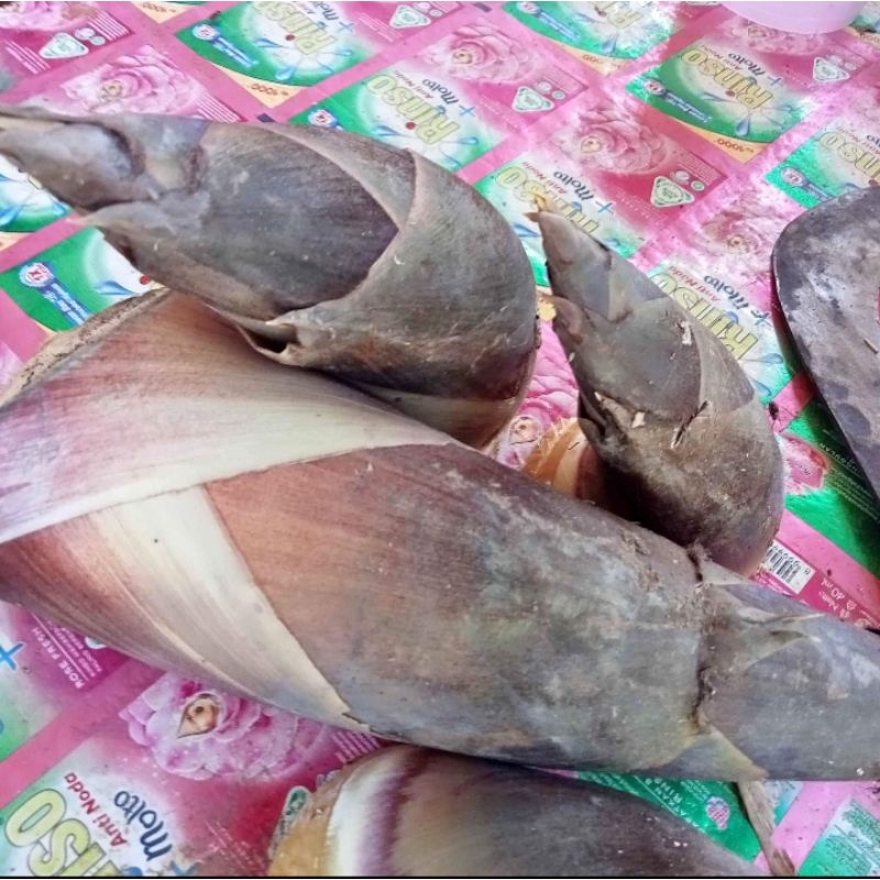 

Rebung 1kg utuh belum Kupas