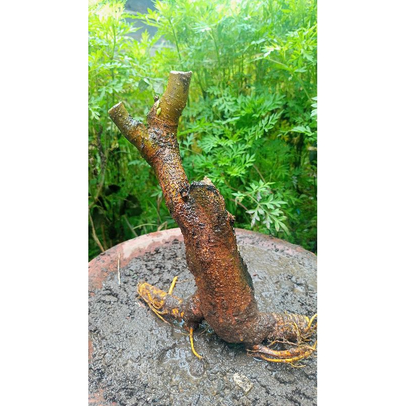 bahan bonsai murbei dongkelan trubus