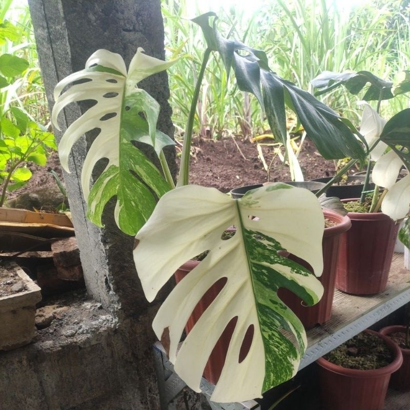 Monstera King Varigata