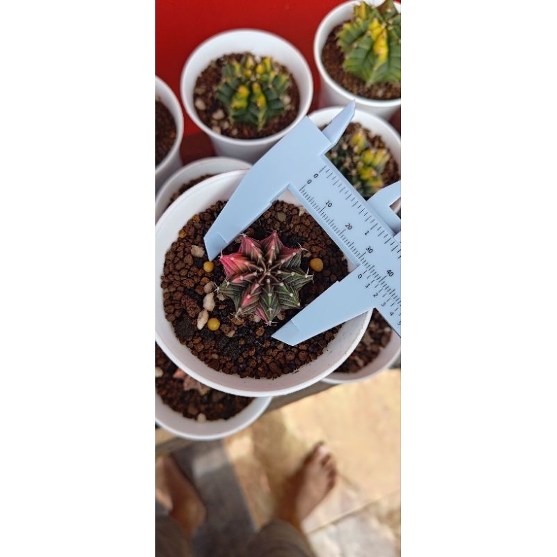 kaktus miha varigata