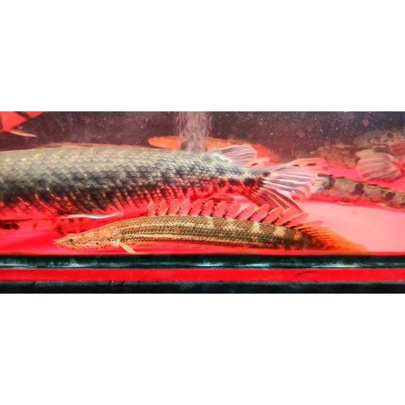 palmas PBB (Polypterus Bichir Bichir)