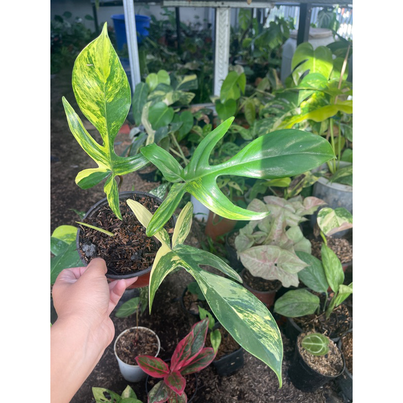 florida beauty variegata