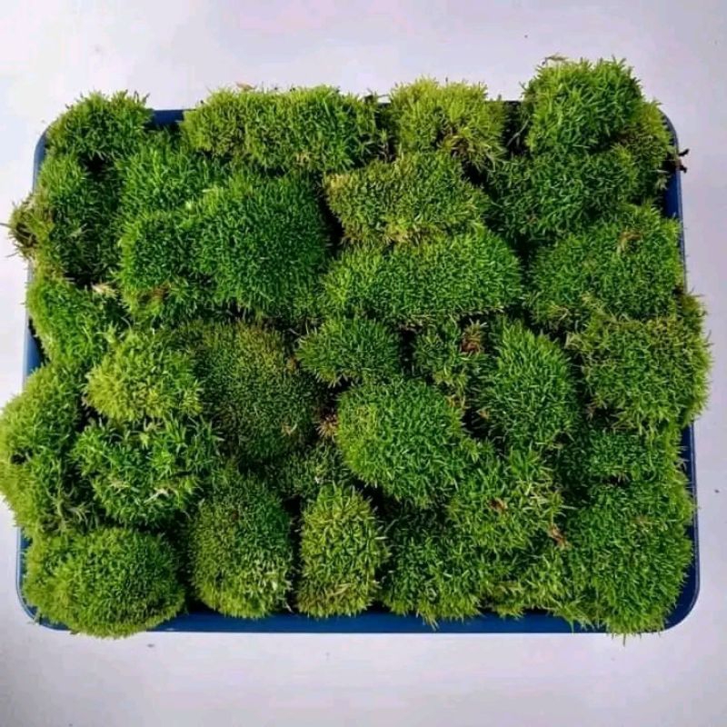 MOSS MUTIARA porsi nampan 21x16cm | MOSS DARAT STAR PALUDARIUM TERRARIUM VIVARIUM