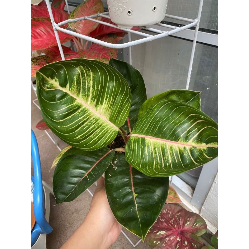 Aglonema Black Moonlight  Gerhana