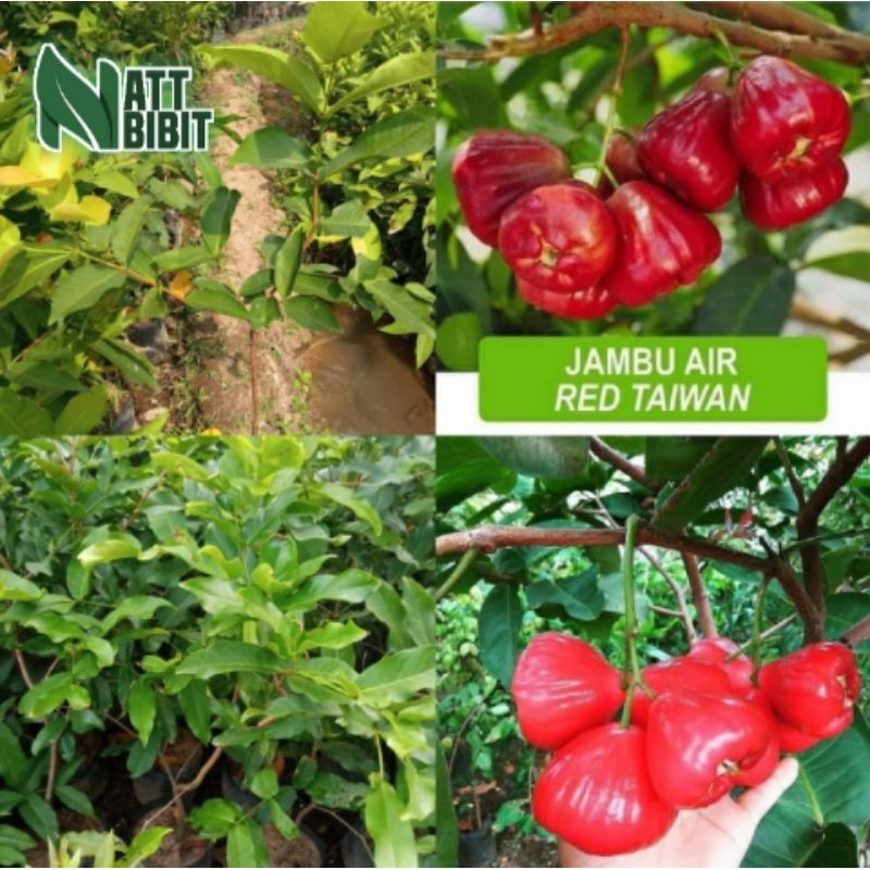 BIBIT JAMBU AIR RED TAIWAN OKULASI (TABULAMPOT)