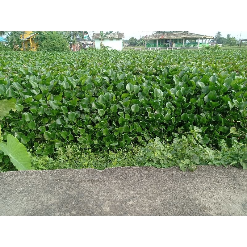 Eceng gondok sungai / Tanaman air Eceng gondok
