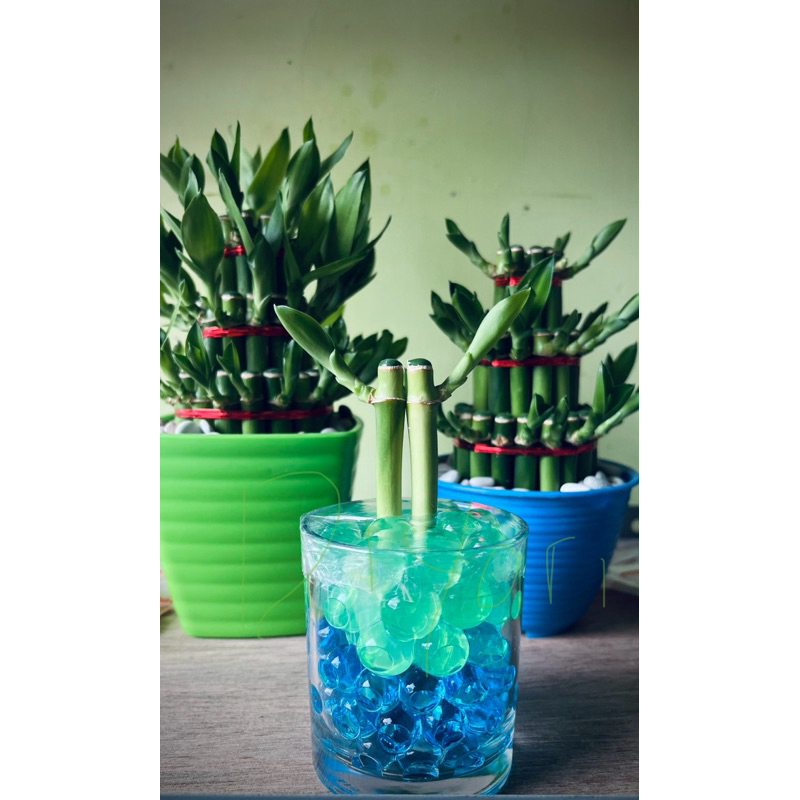 Bambu Hoki Souvenir Cantik