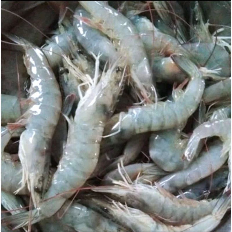 

Udang Vaname Sedang Masih Segar & Fresh