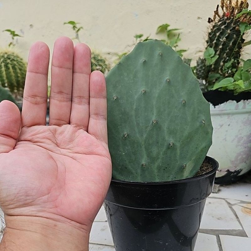 kaktus opuntia gomei