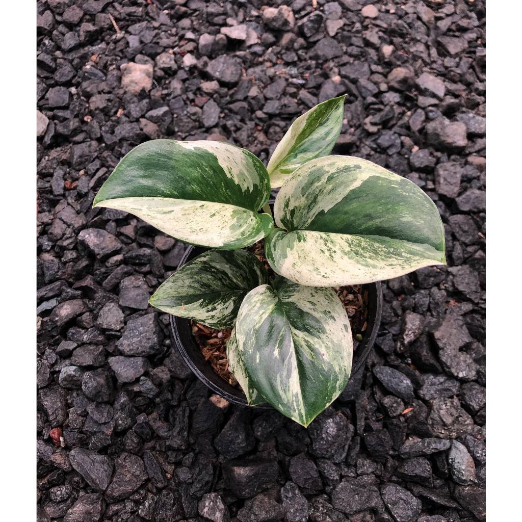 scindapsus treubi marble variegated