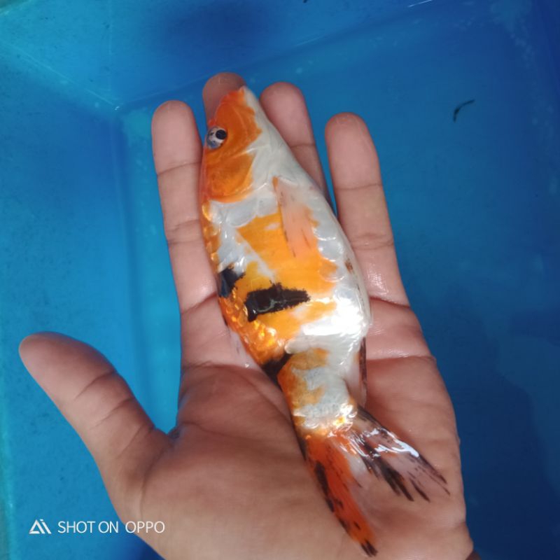 Ikan Koi SB Sanke Doitsu