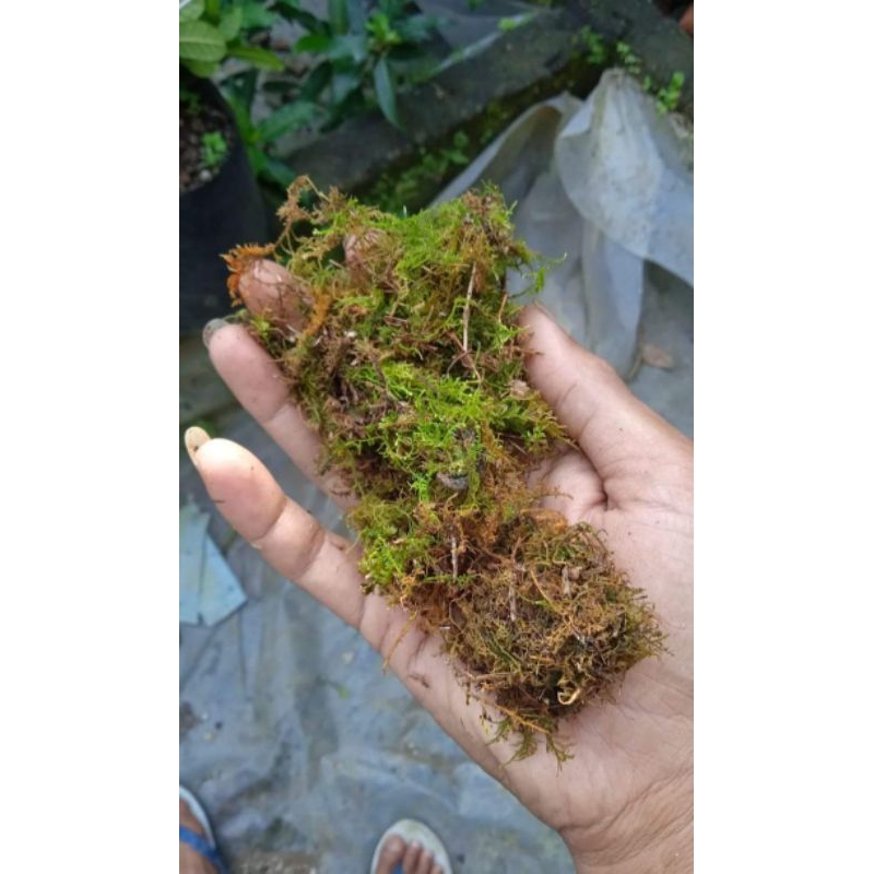 media cangkok mos mose moz lumut cepat keluar akar