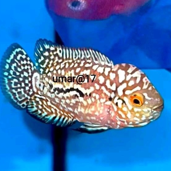 smile69 burayak king kamfa f2 kls vip thailand