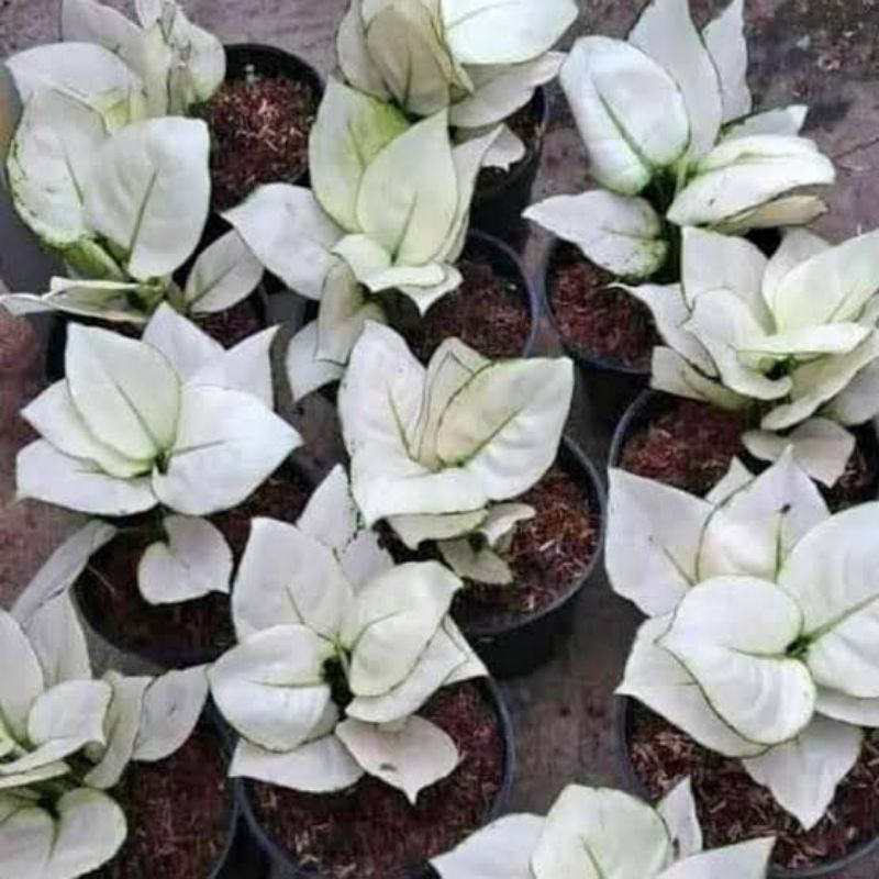 tanaman hias aglonema superwhite