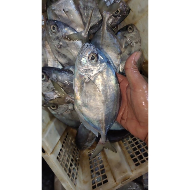 

ikan kue ukuran sdang