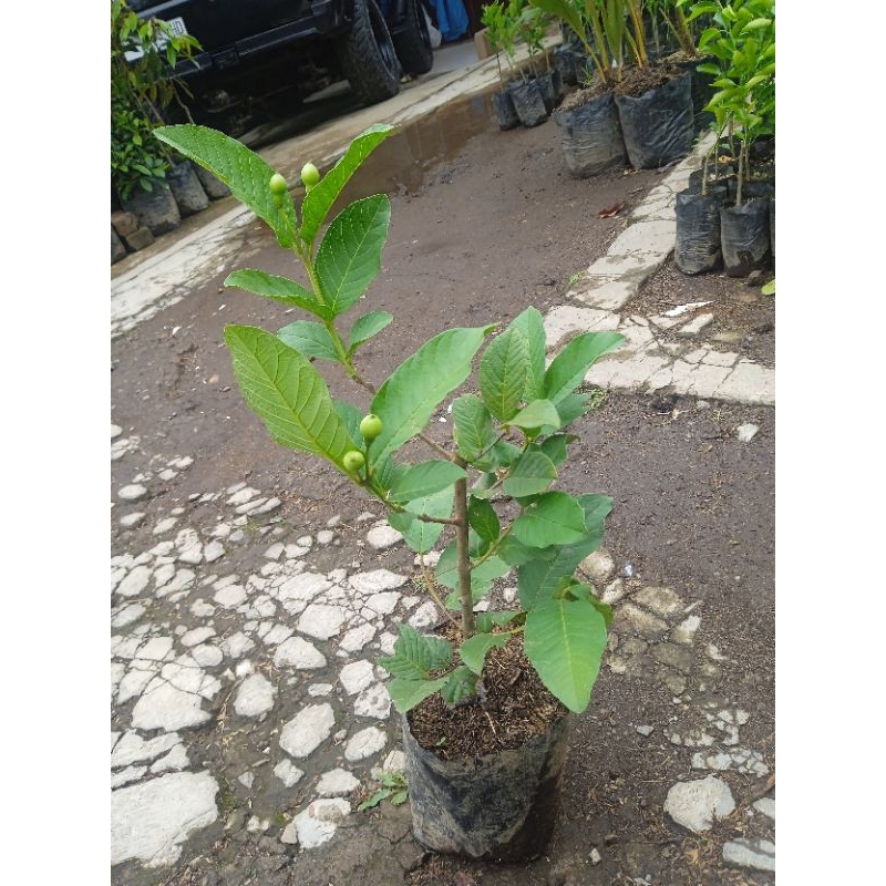 jambu kristal bibit benih jambu kristal tinggi 50cm