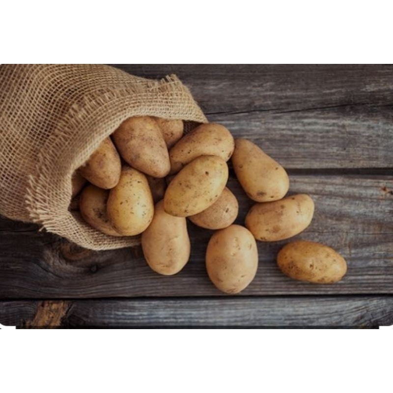 

kentang Dieng ukuran sedang