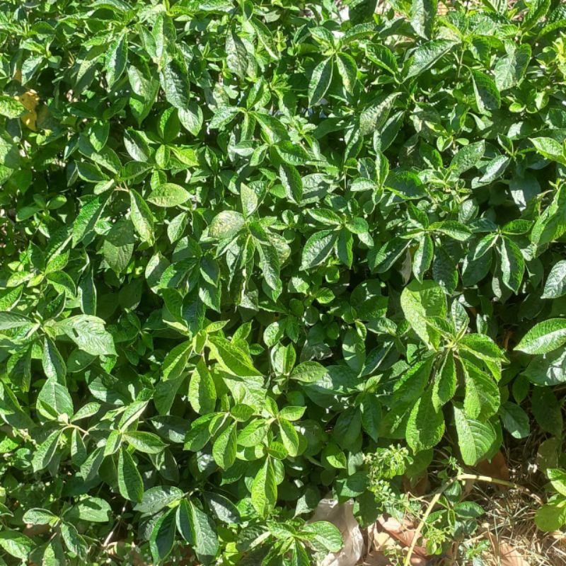 

DAUN KEJI BELING SEGAR TANAMAN YANG BISA MEMBANTU MENYEMBUHKAN BERBAGAI PENYAKIT DENGAN TRADISIONAL