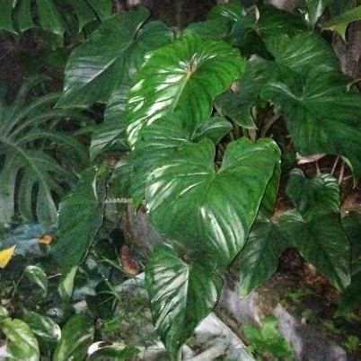 Philodendron plowmanii philo plowmanii 1 Daun