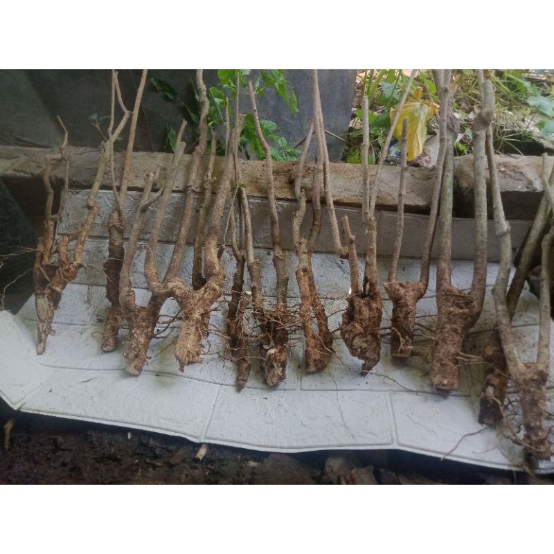 Mentaos 1meter bahan okulasi anting putri sudah berakar/semi