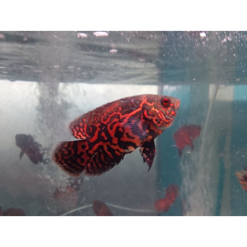 ikan oscar tiger batik gm