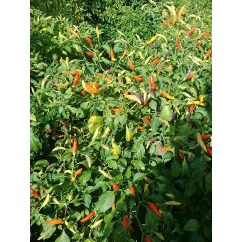 ID 10 BENIH CABE SOLO DUA CABAI VARIETAS UNGU LOKAL CJS 2 SUPER SIDRAP