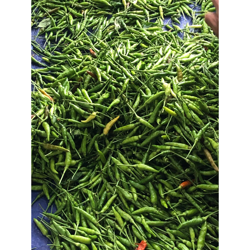 

cabai rawit 1kg