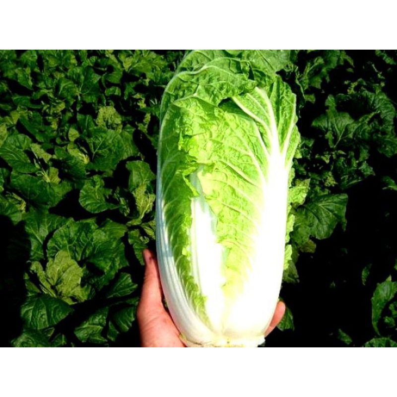 Sawi Putih Melody 100 Biji | Benih Sawi Putih | Benih Sayuran