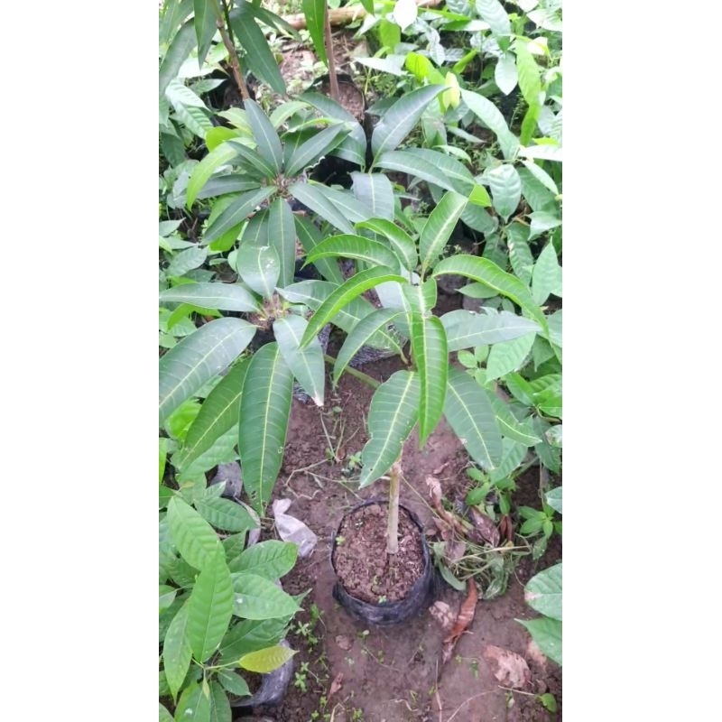 

mangga coconut pakistan