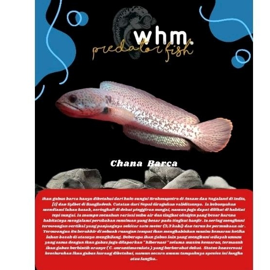 Channa Barca 25 cm (Mainan Ikan)