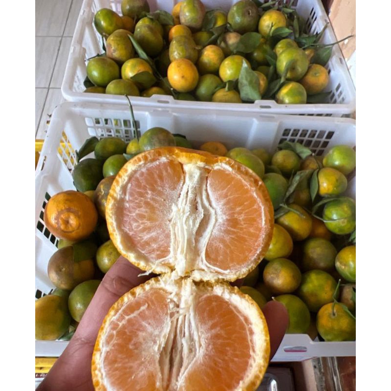 

JERUK SIEM MALANG MANIS