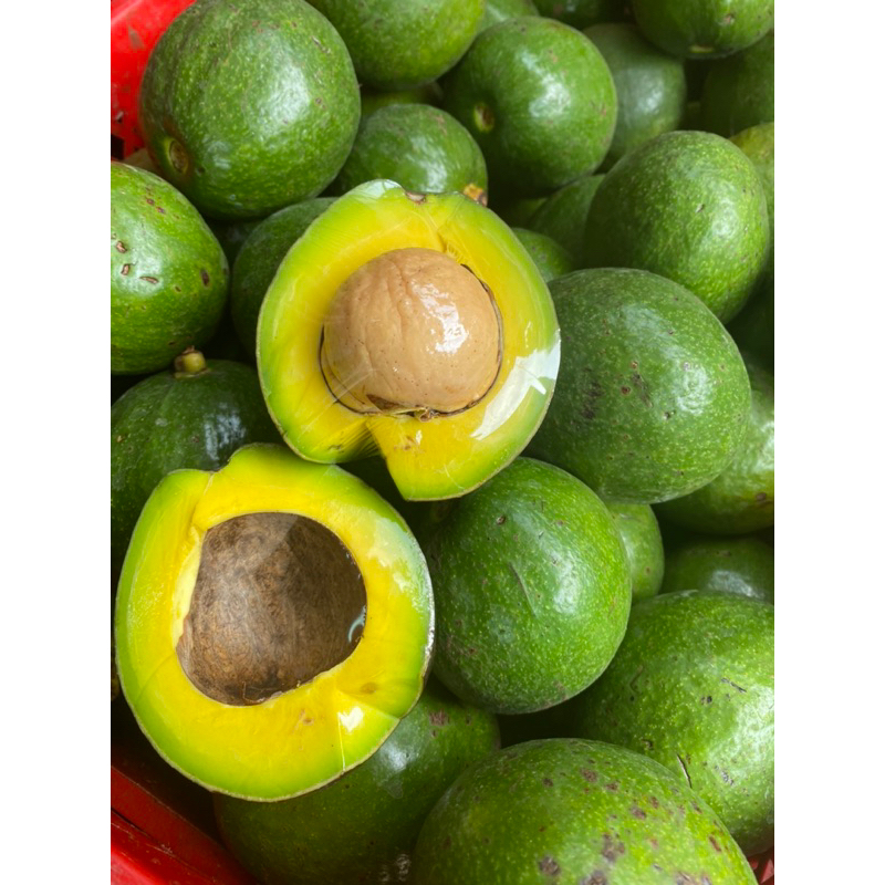 

AVOCADO MENTEGA