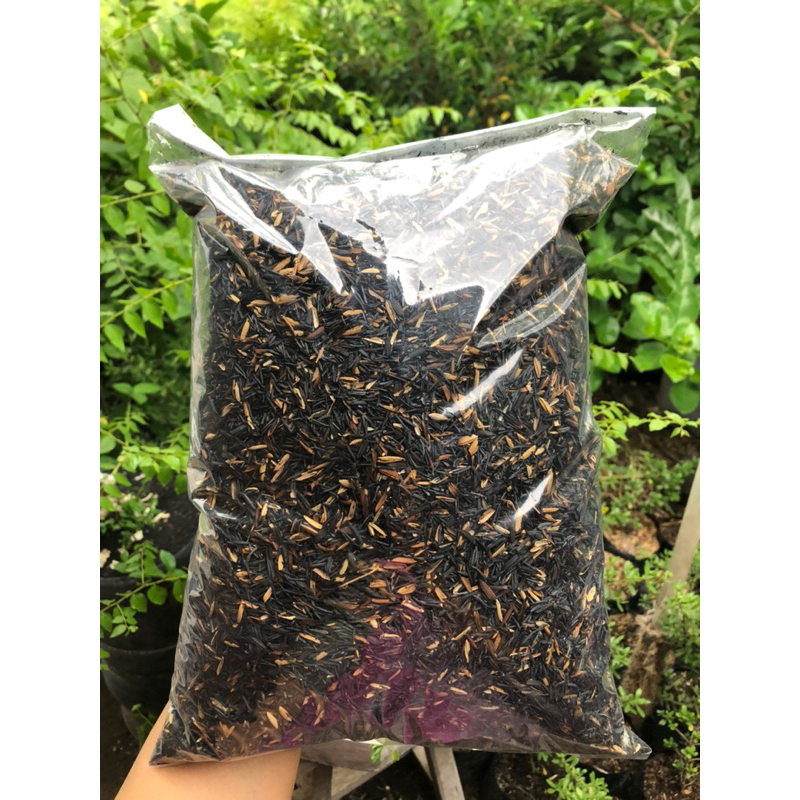 SEKAM BAKAR / ARANG SEKAM