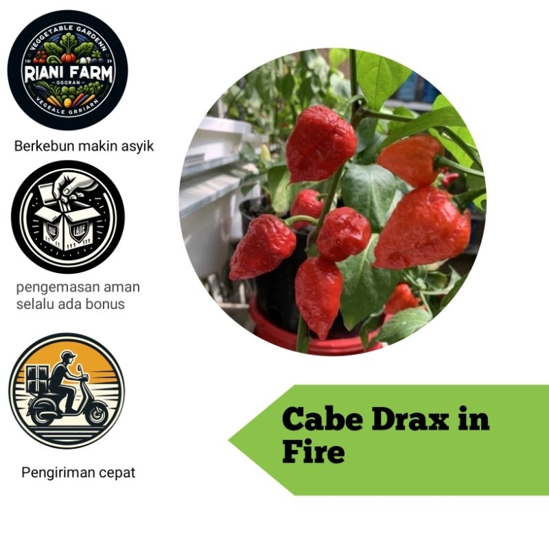 

Cabe Drax in Fire