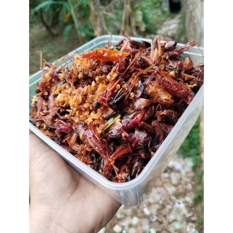 

belalang kayu muda