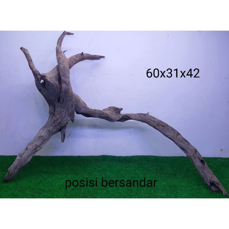 Bonggol Kayu Santigi Laut - Kayu Tenggelam - Aquascape - Channa - 60x31x42 B1