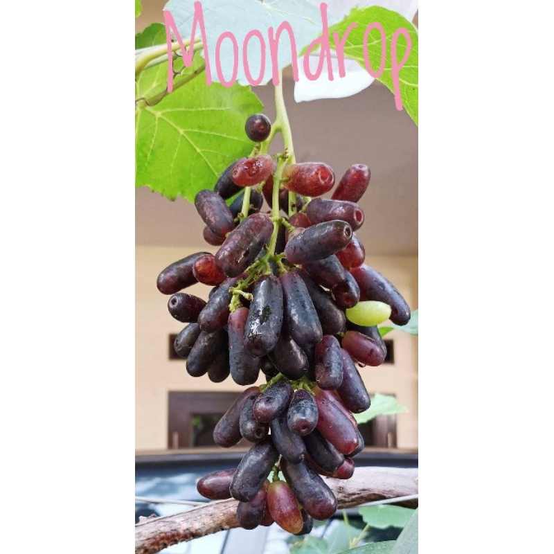 Sweet Saphire RS IAC 572