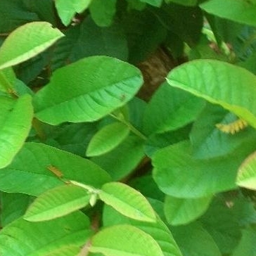 

daun jambu biji 500gr