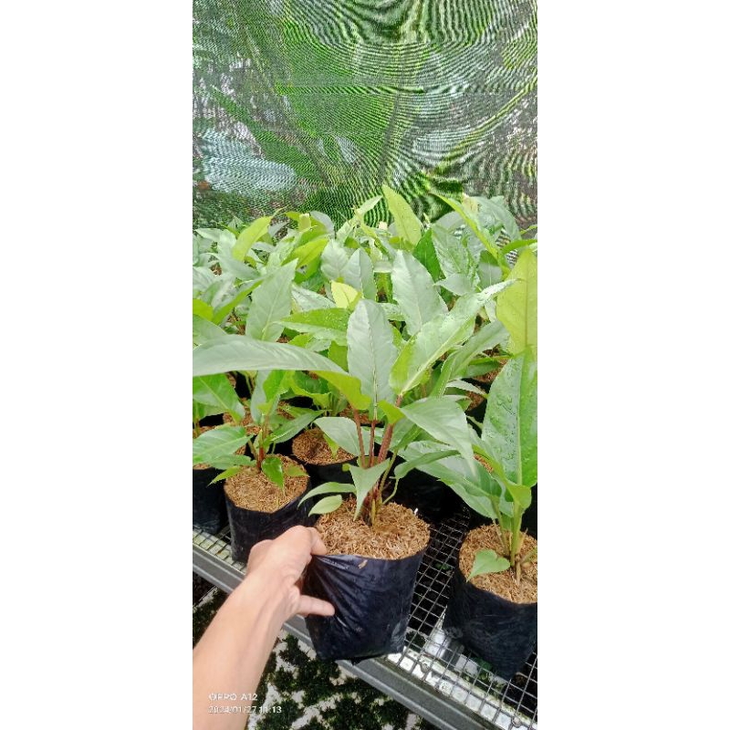 Anthurium hukeri batang merah