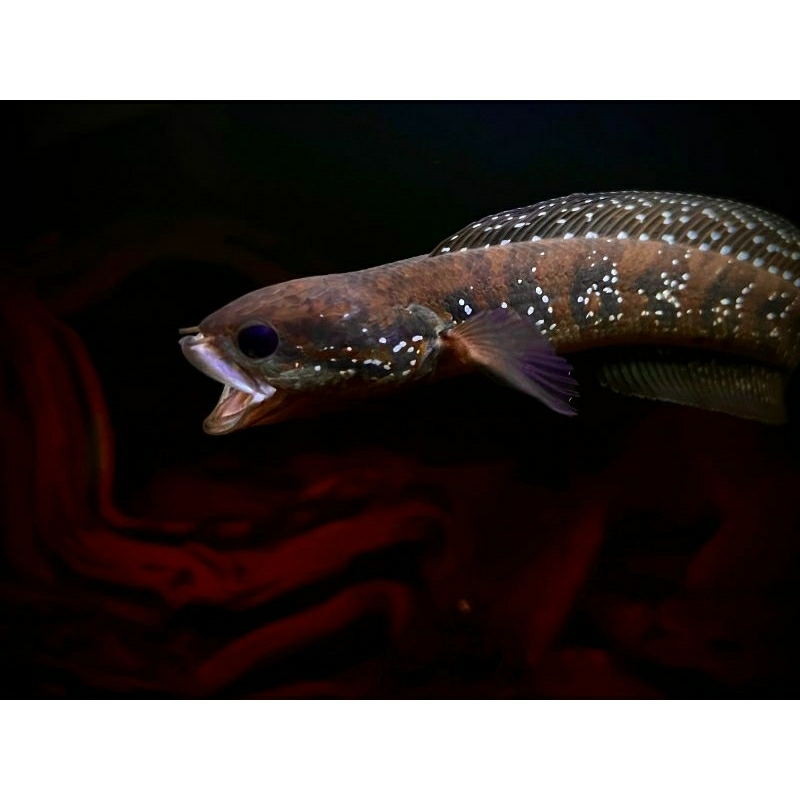 Promo Chana Asiatica Ws Pure 7/8cm Berkualitas Super