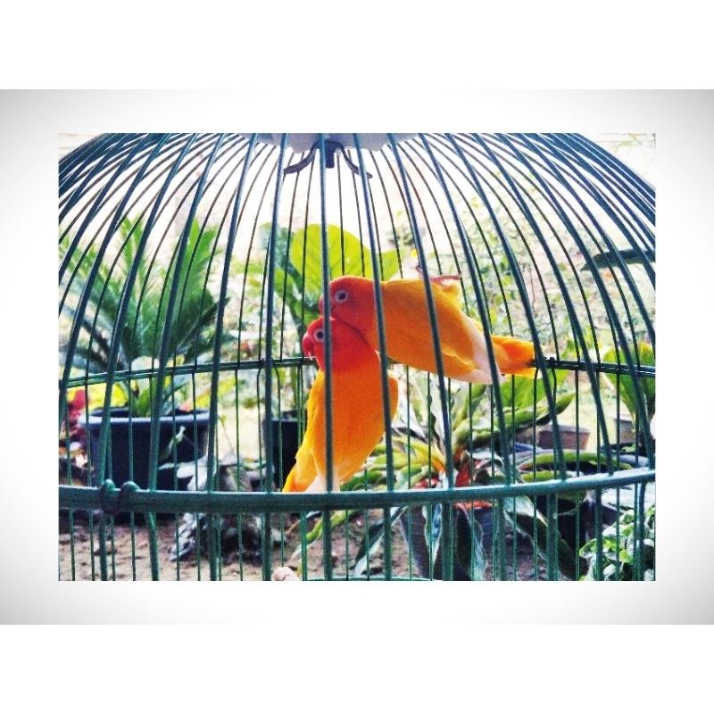lovebird lutino mata merah