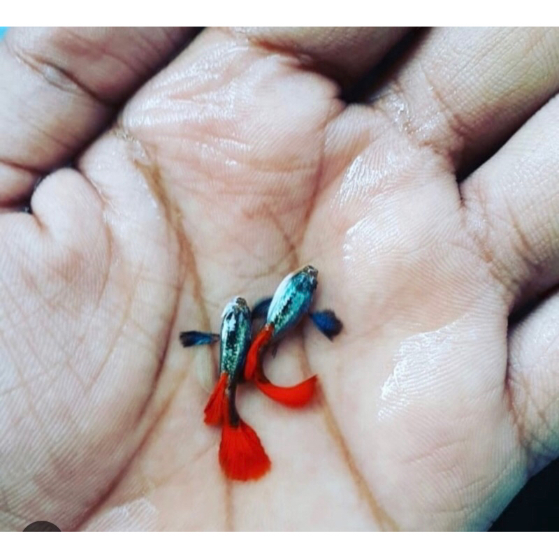 

packing seterofom (guppy prtde)