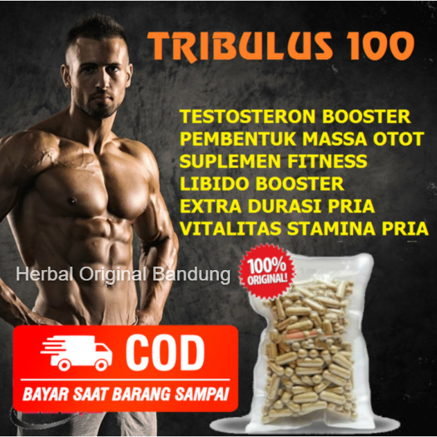 TRIBULUS HORMON TESTOSTERON Suplemen Fitness Pembentuk Otot Stamina Vitalitas Pria Edisi 100 Kapsul