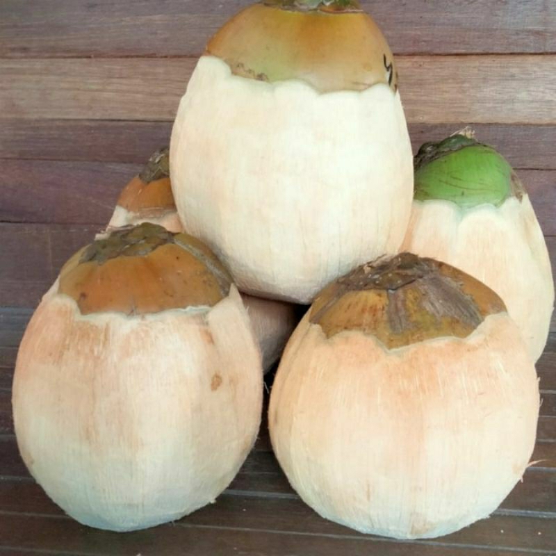 

Kelapa Kopyor murah asli ujung kullon