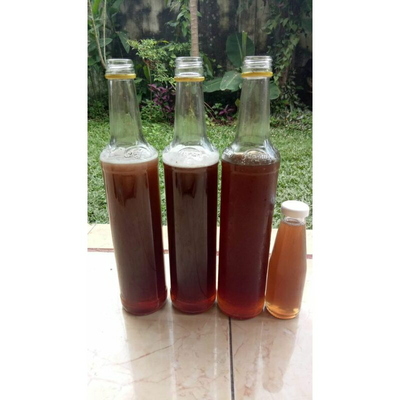 

madu obat jenis lebah torasika