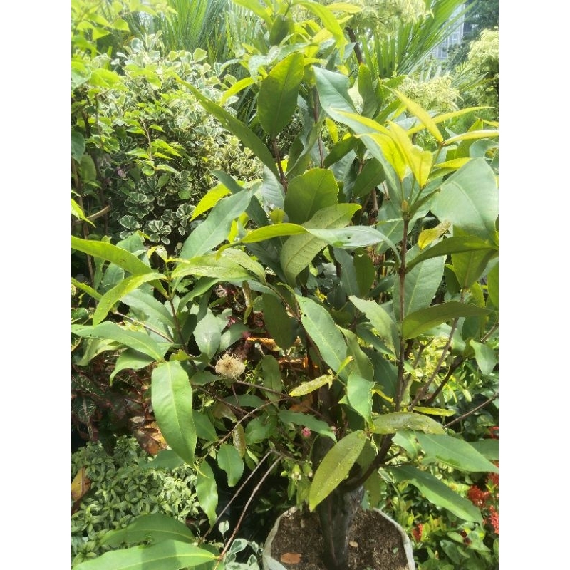 

buah jambu/kedongdong