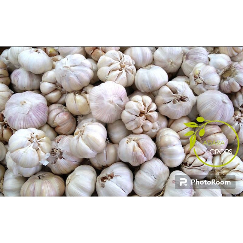 

Bawang Putih honan import premium (tidak ada yang busuk)