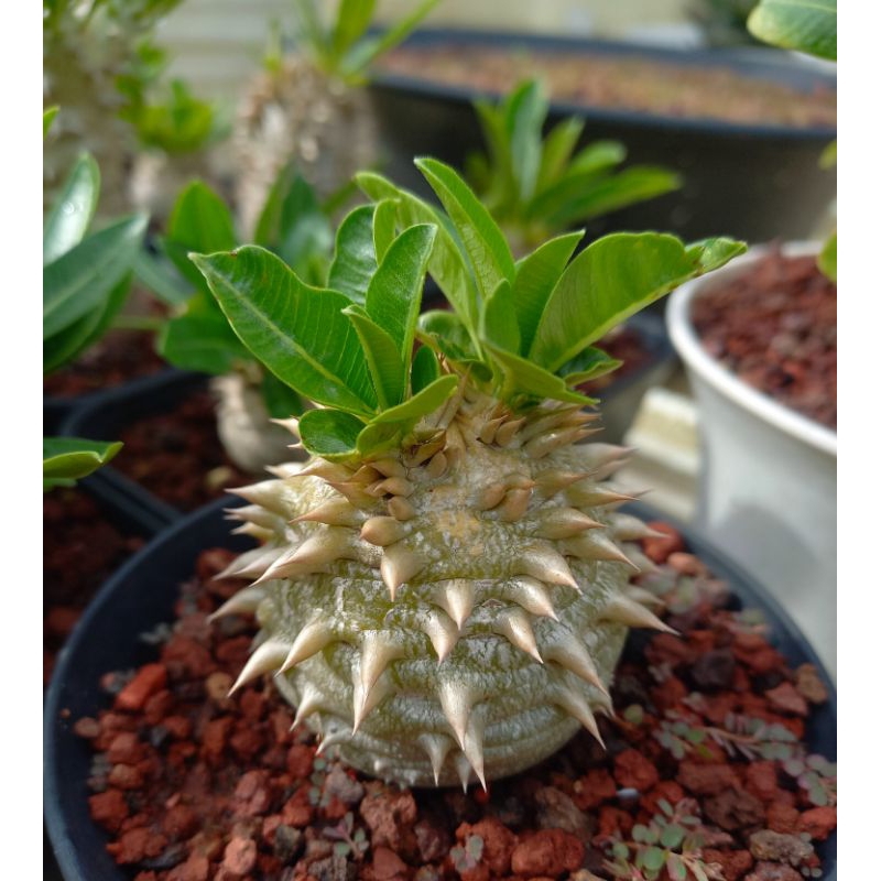 Pachypodium brevicaule