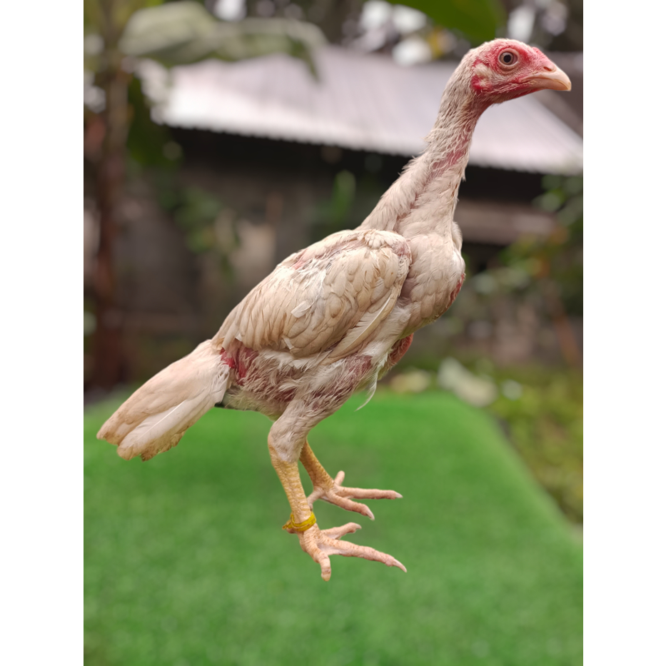 anak pakhoy whiteking x Plucker 20G MA - Pakhoy brakot - pakhoy fullbrakot - pakhoy white king