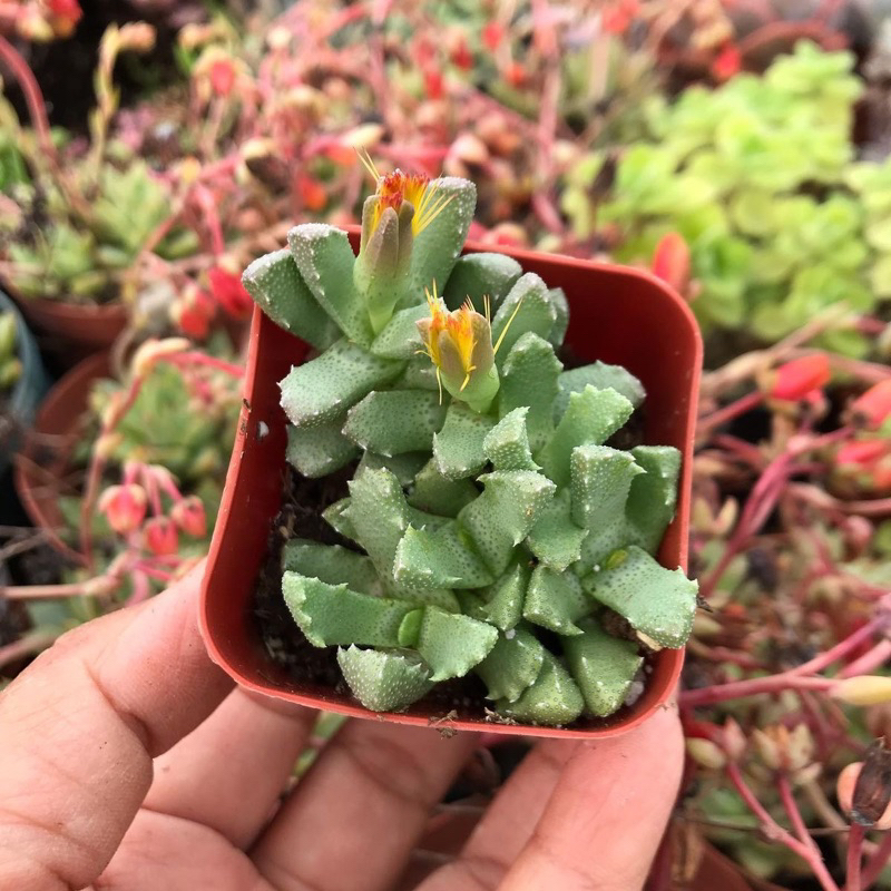 Sukulen Faucaria Bear Trap / Trigina